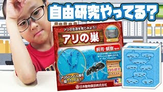 夏の自由研究！アリの巣飼育・観察キットで育てたら脱走されました☆あやはやチャンネル