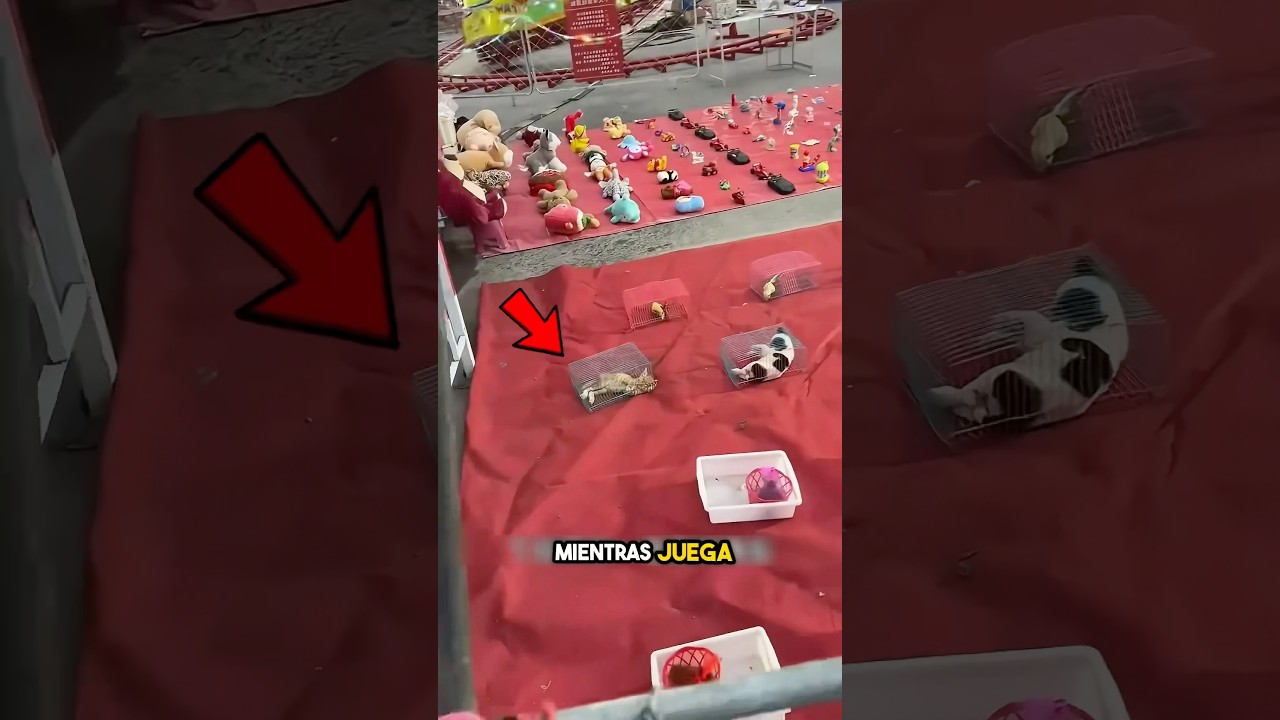 Un Viaje Sincero 🥺