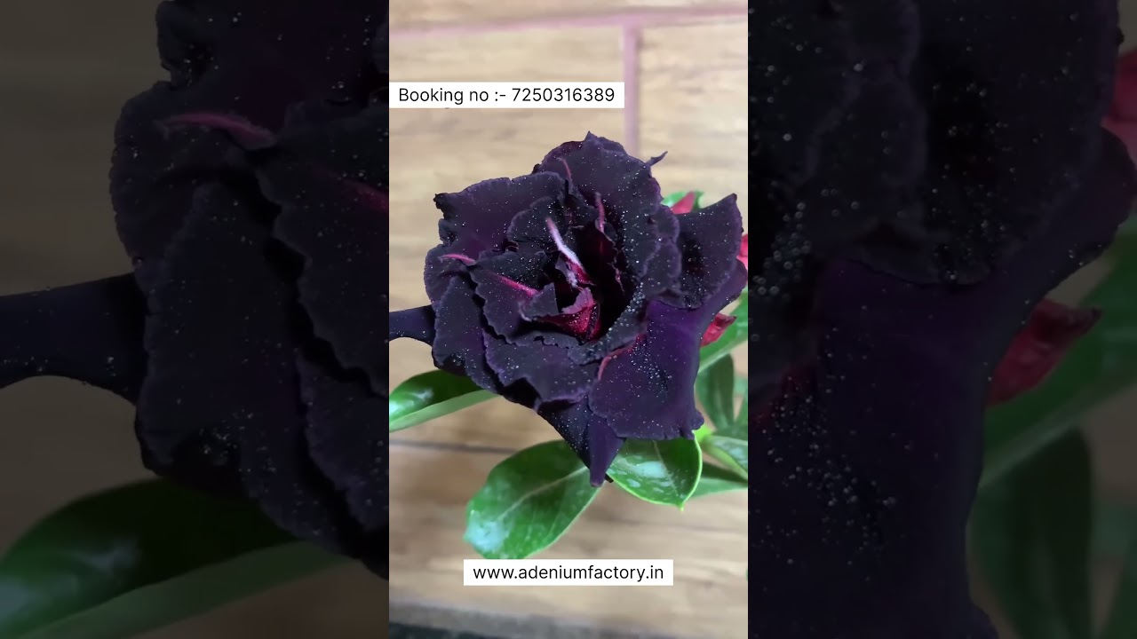 Rare Purple Shaded Adenium Plant Online Shopping 🪴 