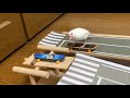 スケボーで遊ぶ文鳥６【Skater of Java sparrow】
