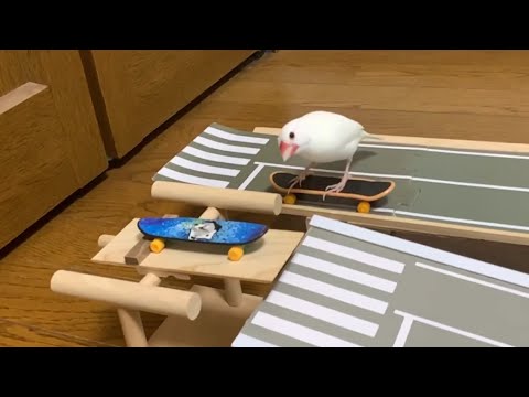 スケボー文鳥  