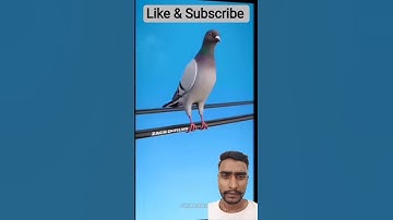 Why Don