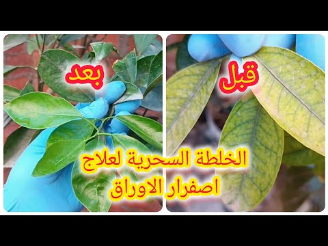 علاج اصفرار الاوراق مهما كان السبب عمل سماد الحديد
