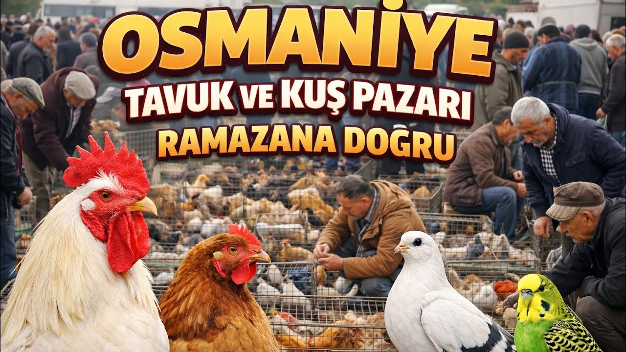 Osmaniye Tavuk Ve Kuş Pazarı Ramazana Doğru Güncel Fiyatlar       (15.02.2026)