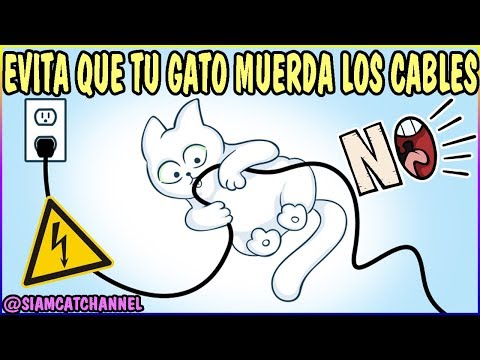 Video: Cómo Evitar Que Un Gato Muerda Cables