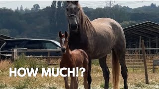 EMBRYO TRANSFER // How much does it REALLY cost?!