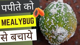 How To Get Rid Of White Mealybugs On Papaya Plants