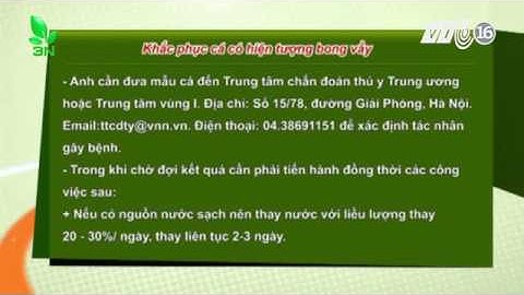 Khắc phục cá có hiện tượng cá chép bong vẩy