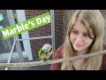A day in a life with a Moustache Parakeet