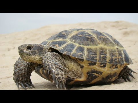 Видео: Какой вид черепахи представляет собой слайдер?