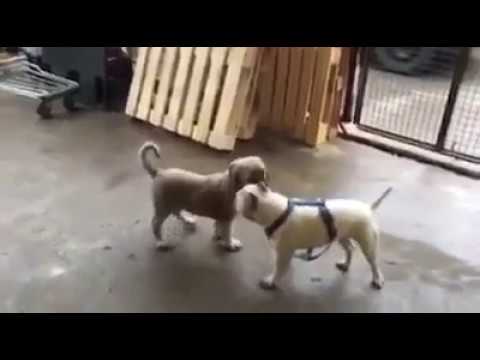 Kangal Vs Pitbull Youtube