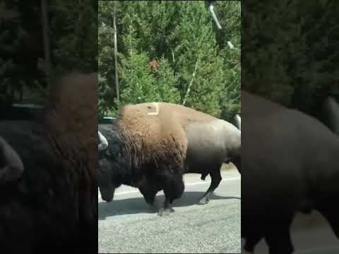 ثور بيسون غاضب