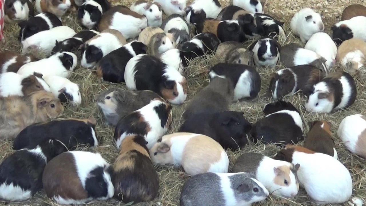 モルモットの大群 Amazing guinea pig big family #154 【Cute animal