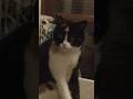 My cat likes to clean herself