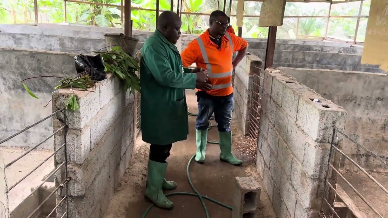 Il se lance dans l’élevage des porcs avec les truies gestantes et obtient des merveilleux résultats 