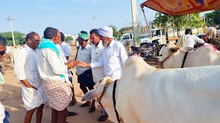 పెబ్బేరు సంతలో పాల పల్ల కోడెల రేట్లు-milk teeth bulls market in pebbair telangana-ox videos-oxen-ox