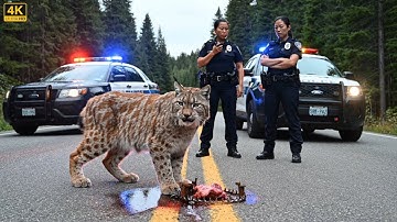 Rescue of a lynx mother and her cub from the trap