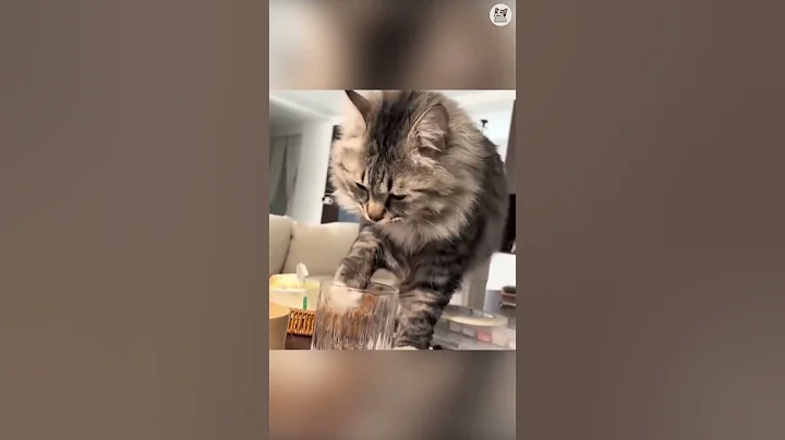 Video 11880711: laugh funny cats compilation, cats compilation cute funny, adorable hilarious cat