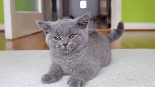 Brushing British Shorthair Kitten