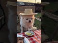 Funny Chihuahua Takes the Shot at the Family Carne Asada 😂 #shorts