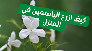 How to propagate jasmine in home كيف ازرع الياسمين في المنزل