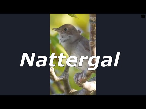 Video: Hvad Man Skal Fodre Nattergalen