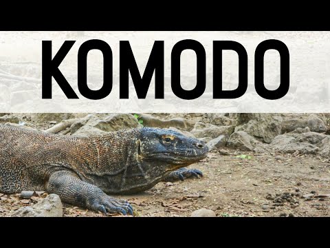 Komodo – os dragões existem de verdade?