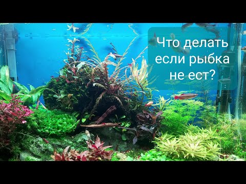 Что делать если рыбка не ест?