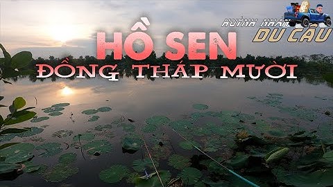 Câu Đài Thiên Nhiên | Trãi Nghiệm Ao Sen Đốc Binh Kiều Đồng Tháp | Mồi Câu Cá Khó Chịu