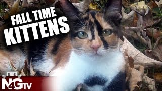 Relaxing With Fall Time Kittens screenshot 2