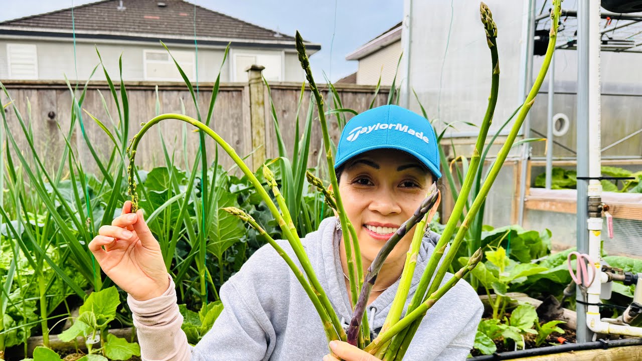 Thu Hoạch Măng Tây Đầu Mùa, Cải Hoa Hồng, Tần Ô và Trồng Xà Lách 🇨🇦2031》 Vườn Rau Việt