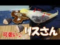 ナチュラルキッチン＆ニトリ・秋の新商品・リスのキッチン雑貨とオカメインコwith謎の番頭はん♡　オカメインコ桃太郎