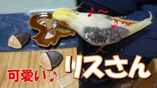 ナチュラルキッチン＆ニトリ・秋の新商品・リスのキッチン雑貨とオカメインコwith謎の番頭はん♡　オカメインコ桃太郎