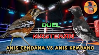Duel Masteran Anis Cendana VS Anis Kembang