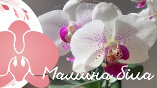 Мамина біла орхідея квітне 4 місяці
