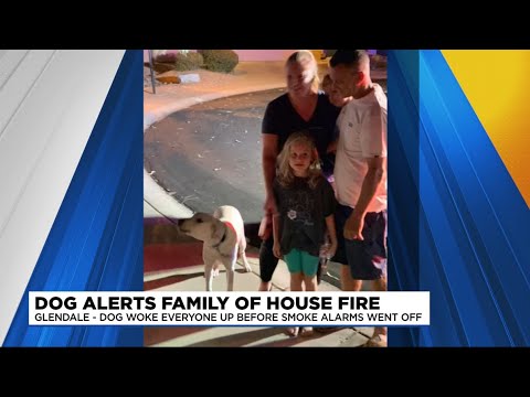 News Update: Glendale dog alerts family to house fire - YouTube