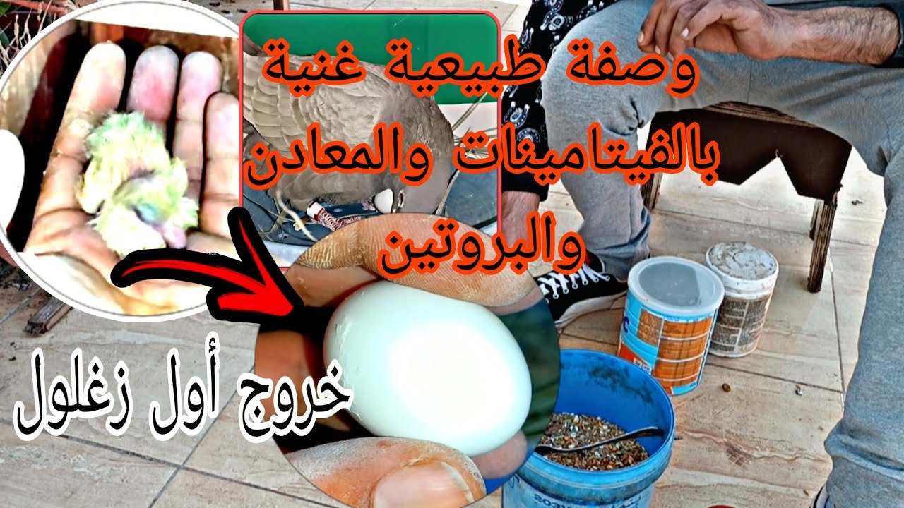 فرحة 🥳 خروج أول زغلول 🫡♥️♥️مع وصفة لحمام الإنتاج وبعض المعلومات 🤔