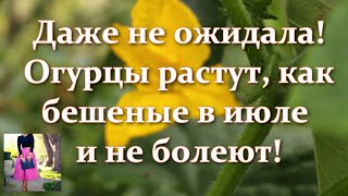 видео: Сделайте это с огурцами в июле и они будут давать урожай ведрами! Уход за огурцами, подкормки в июле картинка: Сделайте это с огурцами в июле и они будут давать урожай ведрами! Уход за огурцами, подкормки в июле