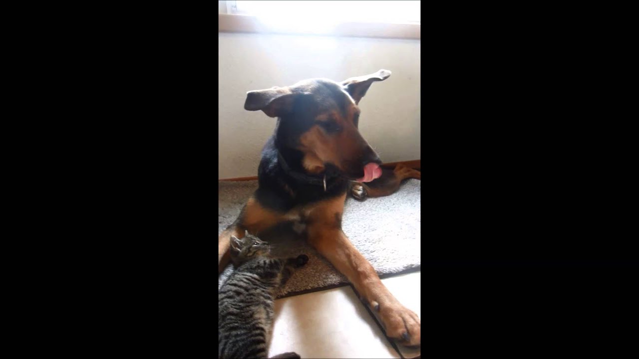 hunde beim spielen hunde beim spielen