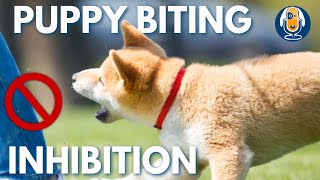 4 Puppy and Dog Training Games for Acquired Bite Inhibition #18