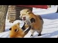 [ 4K Ultra HD ] 冬の宮城蔵王キツネ村 Snow Foxes in Miyagi Zao Fox village (Shot…