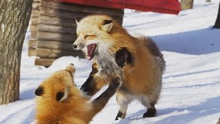 [ 4K Ultra HD ] 冬の宮城蔵王キツネ村 Snow Foxes in Miyagi Zao Fox village (Shot on RED EPIC)