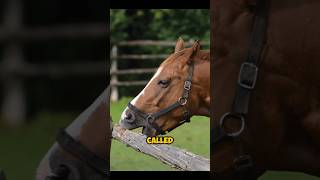 This Horse Habit Is Slowly Harming Them #horse #shorts