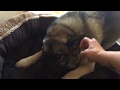 Norwegian Elkhound growling with ball