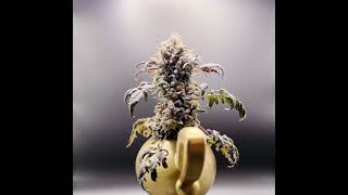 ❄️ Frosty's Auto Freak by Khalifa Genetics