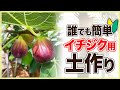 【イチジク 】夏から秋に植え替えするとどうなる？土作りも全て見せます！（いちじくの育て方）