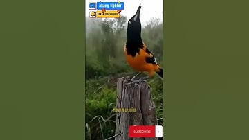 burung pitohui dari papua nugini burung yh beracun mematikan manusia