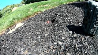 Snapping Turtle Hatchlings Time Lapse