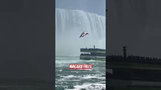 #niagarafalls#boating #amazingnature #mesmerizingvideos