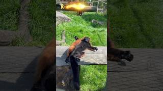 Red ruffed lemur #wildlife #viral #trending #animals #Lemur#Madagascar#Wildlife#zoo